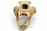 Fossil Cave Bear (Ursus Spelaeus) Skull - Romania #227515-2